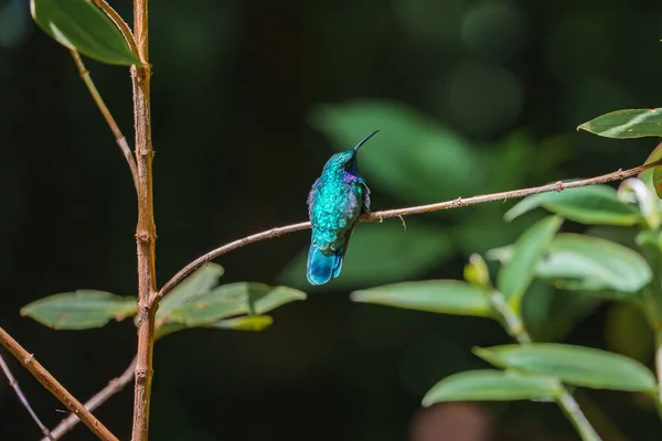 Zelený Poustevník Phaethornis Vzácný Kolibřík Kostariky Zelený Pták — Stock fotografie