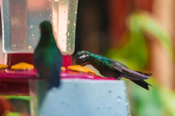Зелений Герміт Хлопець Фаеторніса Рідкісний Колібрі Коста Рики Зелений Птах — стокове фото