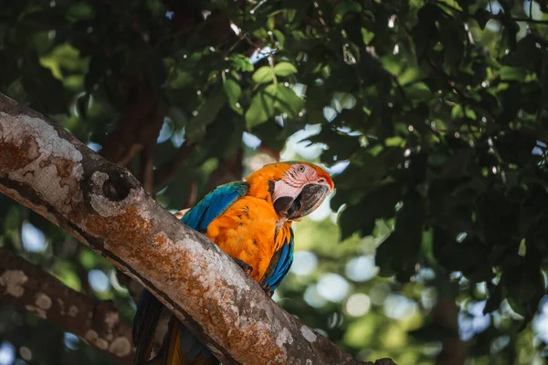 Vörös Papagáj Scarlet Macaw Ara Makaó Madár Törzsén Panama Vadvilági — Stock Fotó