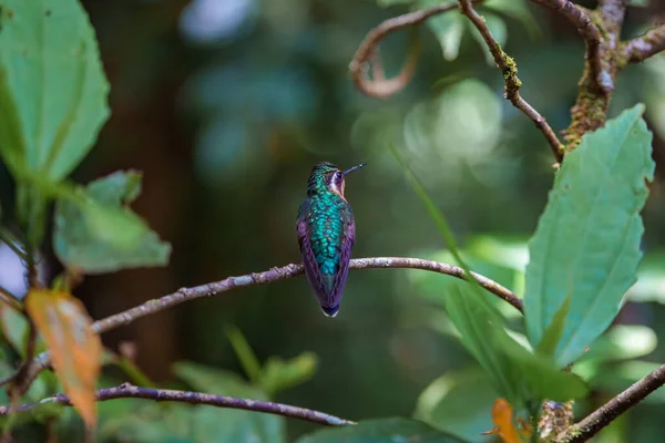 Зелений Герміт Хлопець Фаеторніса Рідкісний Колібрі Коста Рики Зелений Птах — стокове фото