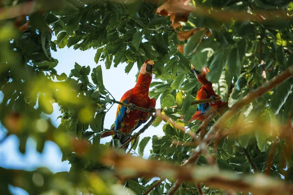 Papagaio Vermelho Scarlet Macaw Ara Macau Pássaro Sentado Tronco Árvore — Fotografia de Stock