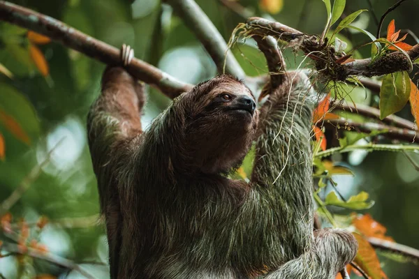 Cute sloth hanging on tree branch. Perfect portrait of wild animal in the Rainforest of Costa Rica scratching the belly, Bradypus variegatus, brown-throated three-toed sloth.