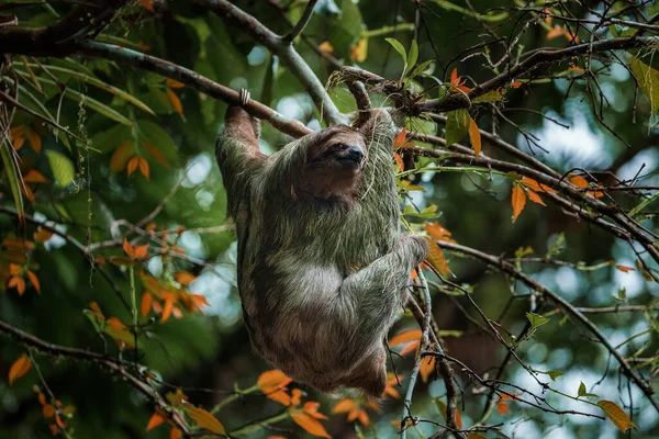 Cute sloth hanging on tree branch. Perfect portrait of wild animal in the Rainforest of Costa Rica scratching the belly, Bradypus variegatus, brown-throated three-toed sloth.