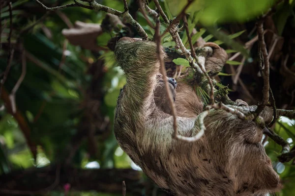 Jolie Paresseuse Accrochée Une Branche Arbre Portrait Parfait Animal Sauvage — Photo