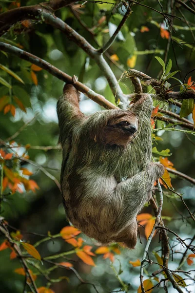 木の枝にかわいい草がかかっている コスタリカの熱帯雨林における野生動物の完全な肖像画は 腹を引っかく ブラディプスVariegatus 茶色の喉の三つ足のスロー — ストック写真