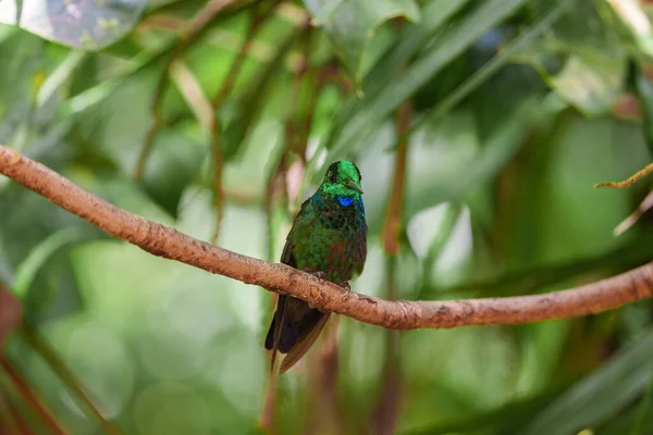 Green Hermit Cara Phaethornis Beija Flor Raro Costa Rica Pássaro — Fotografia de Stock