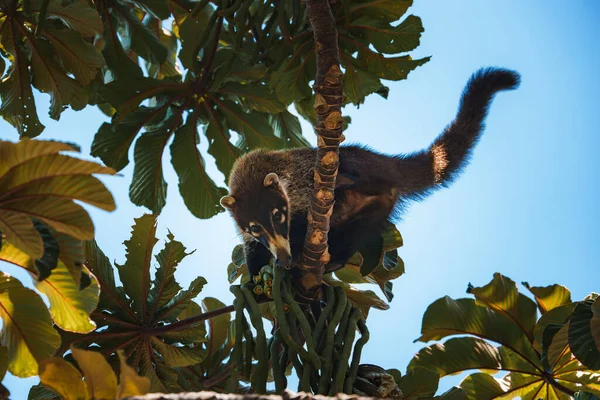수아나 서식지 코스타리카의 마누엘 안토니오 자연의 포유류 Mammal Nature 코스타리카산 — 스톡 사진