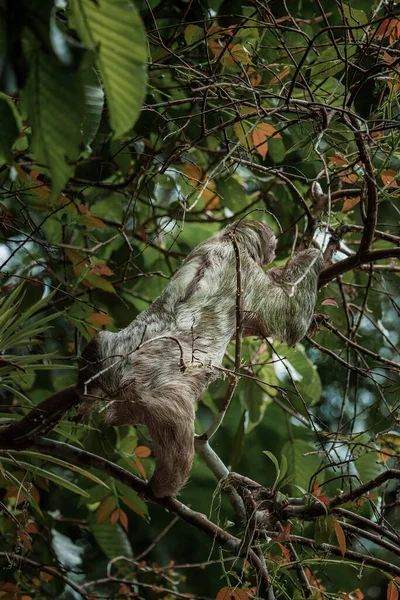 Słodki Leniwiec Wiszący Gałęzi Drzewa Idealny Portret Dzikiego Zwierzęcia Lesie — Zdjęcie stockowe