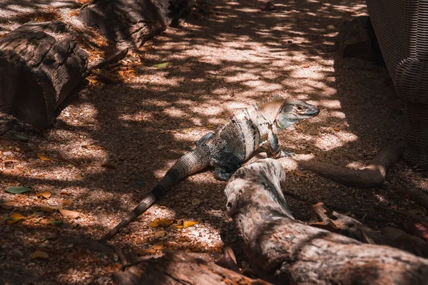 Зелена Ігуана Дереві Тропічному Лісі Ріо Темпіск Гуанакасте Коста Рика — стокове фото