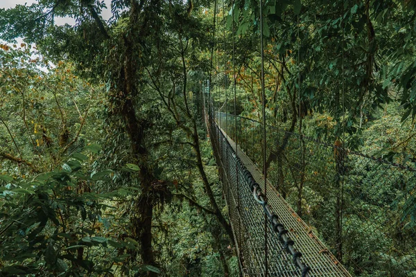 Висячие Мосты Облачном Лесу Монтеверде Коста Рика Подвесной Мост Тропическом — стоковое фото