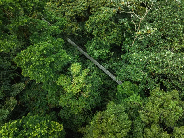 Вид Узкий Пешеходный Мост Между Зелеными Тропическими Деревьями Расположенный Джунглях — стоковое фото