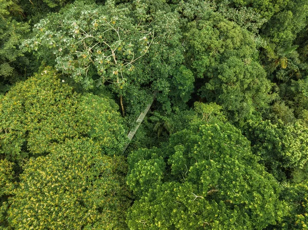 Вузький Пішохідний Міст Між Зеленими Тропічними Деревами Розташованими Джунглях Коста — стокове фото
