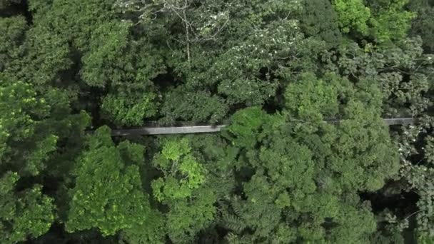 Вид Узкий Пешеходный Мост Между Зелеными Тропическими Деревьями Расположенный Джунглях — стоковое видео