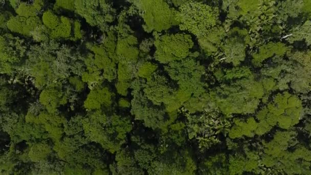 信じられないほどの自然景観 地域モンテベルデ コスタリカ コスタリカの美しい自然 — ストック動画