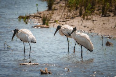Kosta Rika 'da güneşli bir günde gölde duran Wood Storks' un yakın çekimi, hayvan ve doğa yolculuğu konsepti