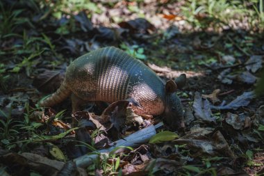 Armadillo, parkta kurumuş yapraklarla çevrili yiyecek arayışı içinde Kosta Rika 'da yiyecek arayan toprakların kokusunu alıyor.