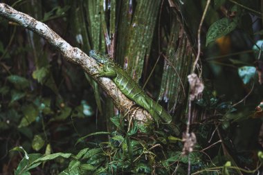 Kosta Rika 'daki Tortuguero Ulusal Parkı tropikal yağmur ormanlarında ağaç dalı üzerine yeşil iguana