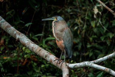 Agami heron Kosta Rika 'daki Tortuguero Ulusal Parkı' nda ağaç dalına tünemiş yerleşik bir kuş.