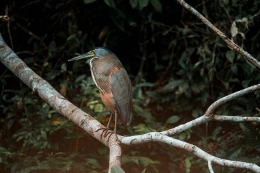 Agami heron Kosta Rika 'daki Tortuguero Ulusal Parkı' nda ağaç dalına tünemiş yerleşik bir kuş.