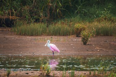 Kosta Rika 'da ormanda yetişen yemyeşil bitkilerle göl kıyısında tünemiş güzel Roseate Spoonbill manzarası, hayvan ve doğa yolculuğu konsepti