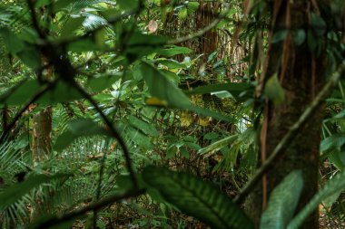 Kosta Rika 'daki yoğun Tortuguero ulusal parkının yemyeşil yapraklarıyla tropikal yağmur ormanları