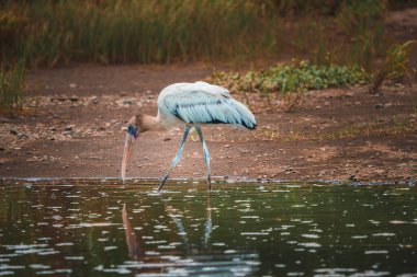 Kosta Rika 'da ormandaki gölde tünemiş beyaz orman leyleği, hayvan ve doğa yolculuğu konsepti