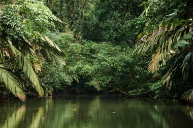 Kosta Rika 'da Tortuguero Nehri' ni çevreleyen sık ormanın yemyeşil yaprakları.