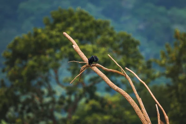 Black Bird Perching Plant Stem Lush Trees Growing Background Forest — Stock Photo, Image