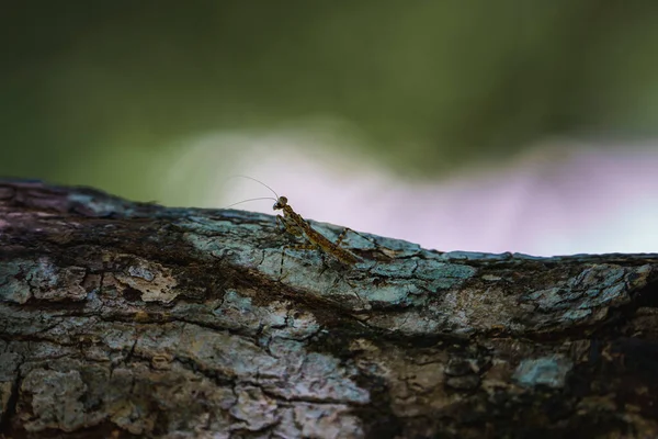 Detailní Záběr Kobylky Dřevěné Kůře Lese Kostarice Zvířecí Přírodní Koncepce — Stock fotografie