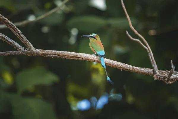 Kosta Rika Ormanın Ağaç Dalına Tünemiş Renkli Turkuaz Kaşlı Motmot — Stok fotoğraf