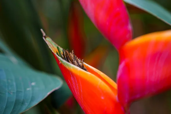 Ekstremalne Zbliżenie Piękny Czerwony Kwiat Imbiru Rośnie Kwitnie Lesie Kostaryce — Zdjęcie stockowe