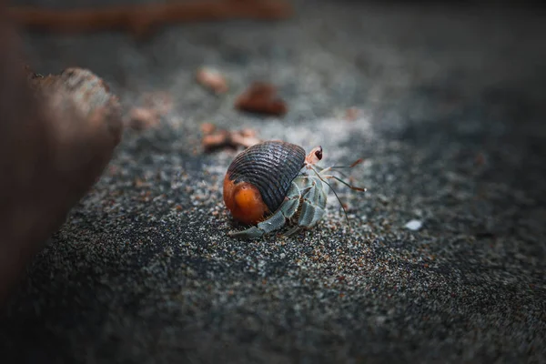 Extrema Aproximação Caranguejo Eremita Equatoriano Praia Areia Costa Rica Conceito — Fotografia de Stock
