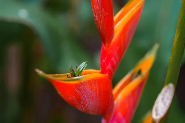 Ekstremalne Zbliżenie Świeżego Czerwonego Kwiatu Imbiru Rośnie Kwitnie Lesie Kostaryce — Zdjęcie stockowe