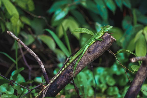 Fiatal Női Zöld Tollas Baziliszkusz Gyík Faágon Trópusi Esőerdőben Tortuguero — Stock Fotó