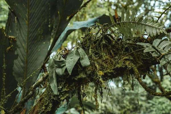 Зелене Листя Гілками Вкритими Мохом Густому Лісі Коста Рики — стокове фото