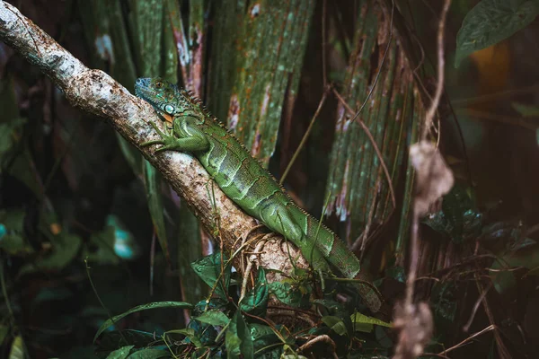 Iguane Vert Sur Branche Arbre Dans Forêt Tropicale Humide Parc — Photo