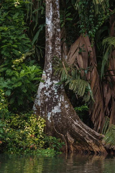 Små Gröna Heronjakter Sitter Stor Trädstam Vid Floden Tortuguero Nationalpark — Stockfoto