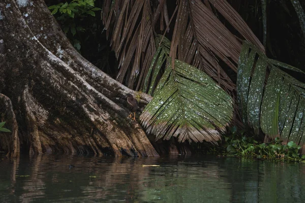 Маленькі Зелені Чаплі Полюють Стовбурі Дерев Біля Річки Національному Парку — стокове фото
