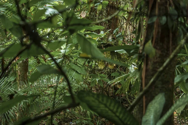 Тропические Леса Пышными Зелеными Листьями Листвы Плотного Национального Парка Тортугеро — стоковое фото