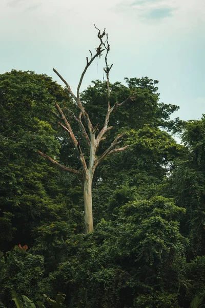 Величезна Гола Гілка Дерев Посеред Буйного Листя Густого Лісу Національному — стокове фото