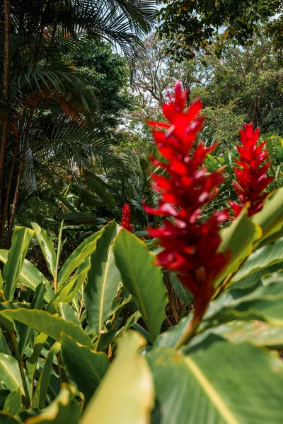 Red ginger flowers growing on plants and lush green trees growing in background at tropical forest in Costa Rica, nature and travel concept