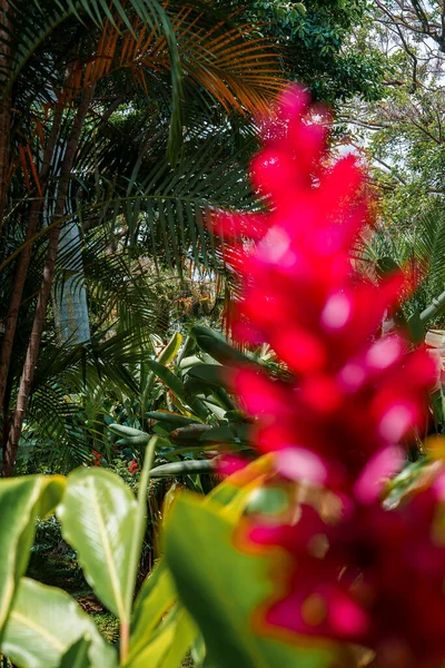 Red ginger flowers growing on plants and lush green trees growing in background at tropical forest in Costa Rica, nature and travel concept