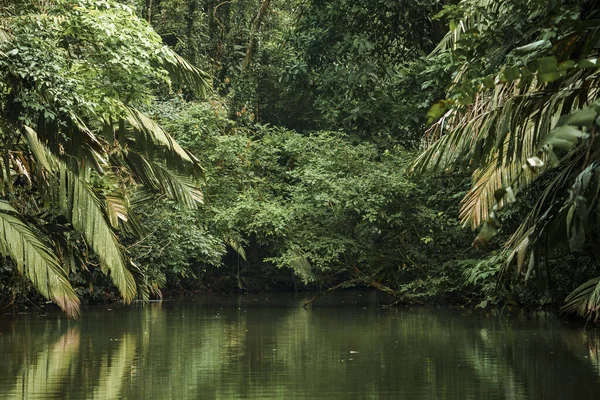 Пышные Зеленые Листья Густых Лесов Окружающих Реку Тортугеро Коста Рике — стоковое фото