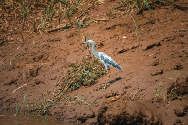 High Angle View White Egret Standing Dirt Lakeshore Sunny Day — Stock Photo, Image