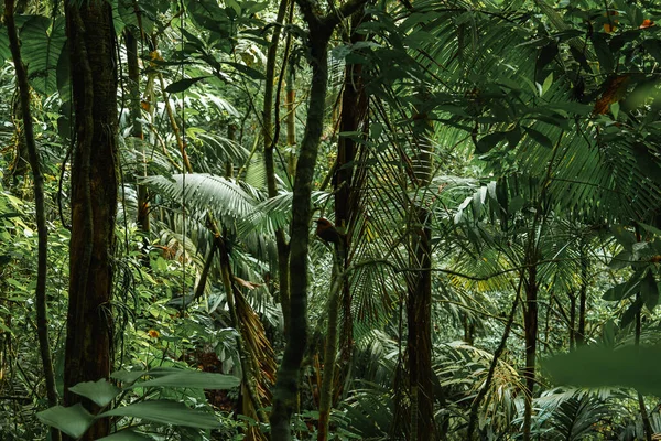 Vackra Gröna Trädstammar Växer Djungeln Tät Tropisk Regnskog Costa Rica — Stockfoto