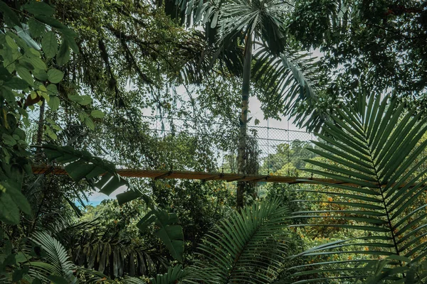 コスタリカの高密度熱帯雨林のジャングルで成長している緑の木々の間にフェンスで囲まれた吊橋 — ストック写真