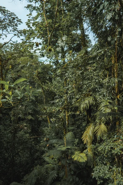 Piękne Bujne Zielone Drzewa Rosnące Dżungli Gęstego Tropikalnego Lasu Deszczowego — Zdjęcie stockowe
