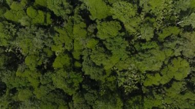 İnanılmaz Doğa Manzarası - Monteverde bölgesi - Kosta Rika. Kosta Rika 'nın güzel doğası.