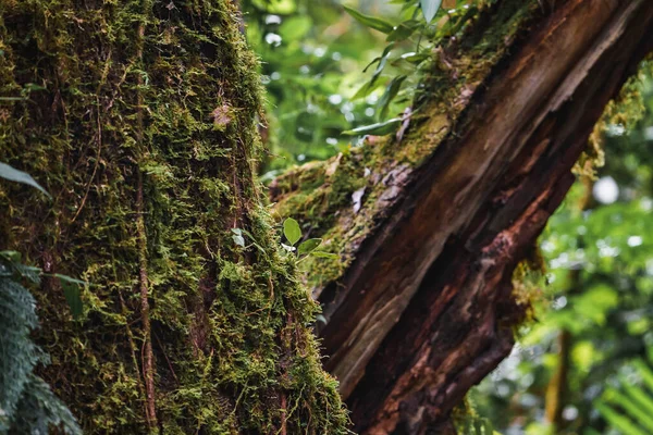 Mossstruktur Övergrön Träd Stamved Regnskogen Costa Rica — Stockfoto