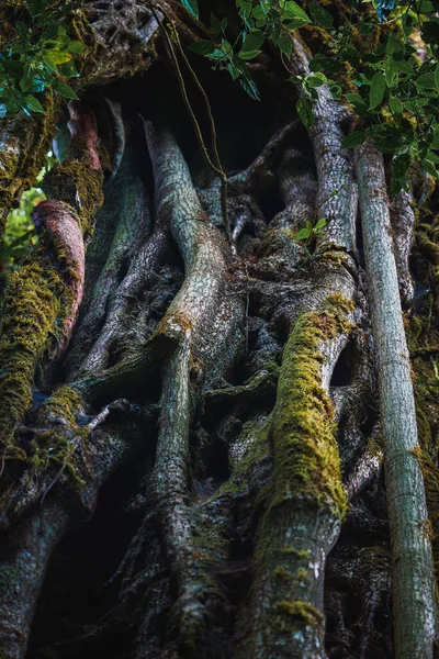 Närbild Stora Träd Stam Växer Regnskogen Costa Rica — Stockfoto
